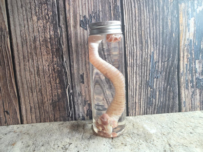 Red Fox Trachea (Windpipe) Wet Specimen