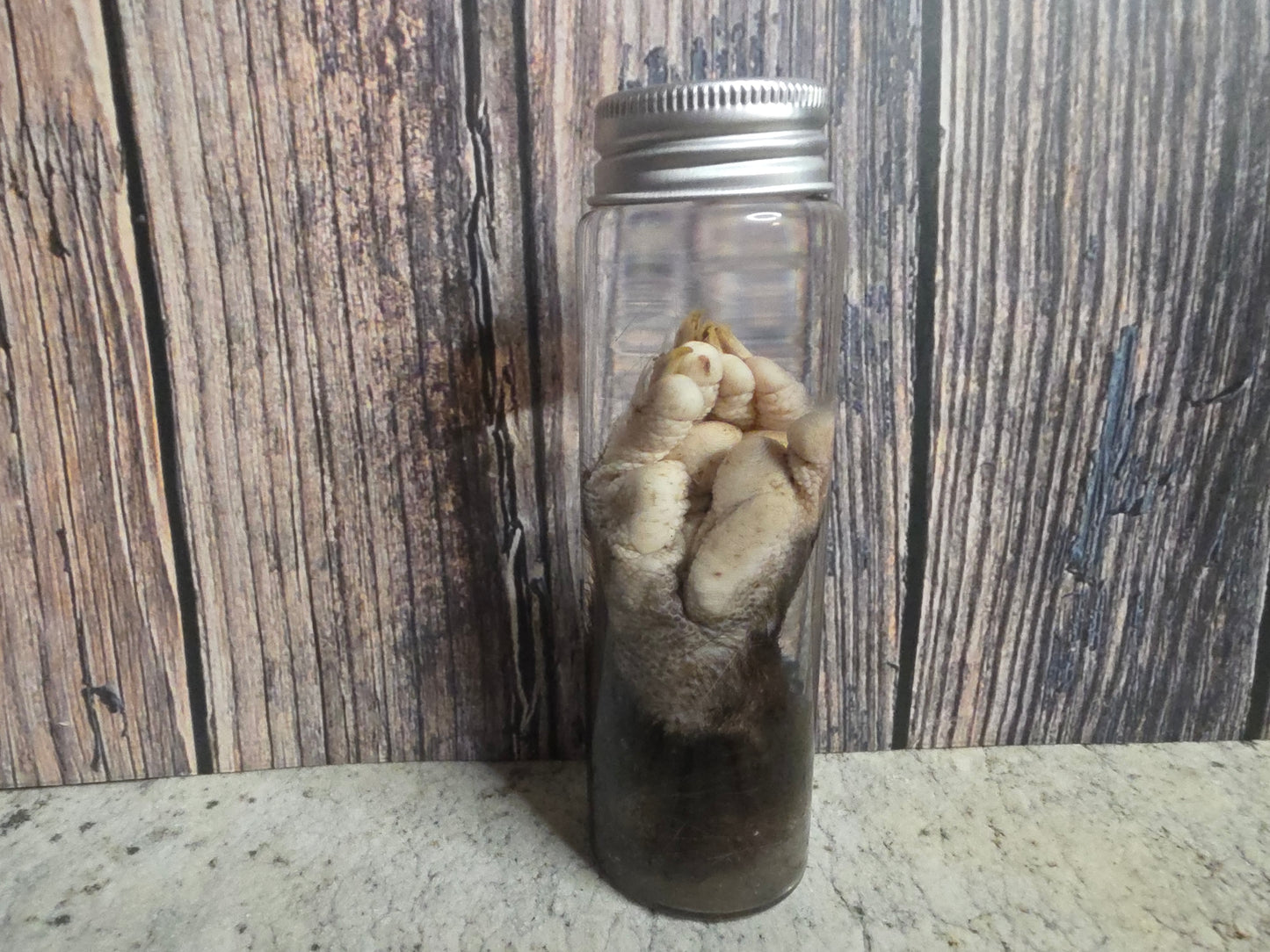 Virginia Opossum Back Paw Wet Specimen