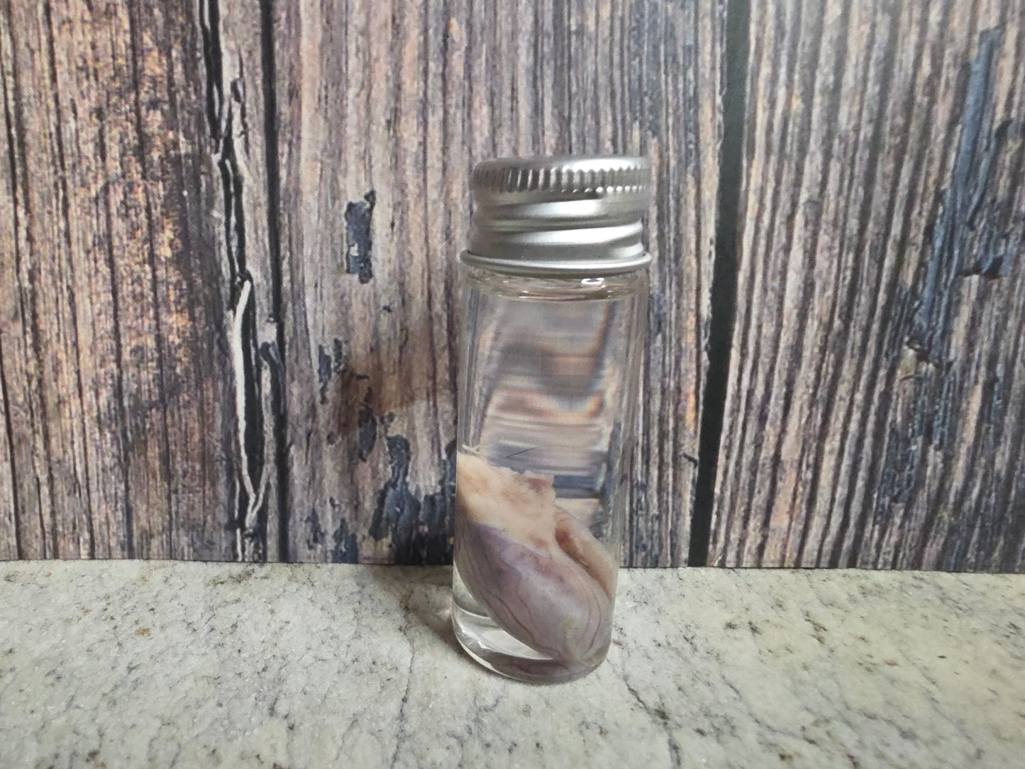 Squirrel Testicle Wet Specimen