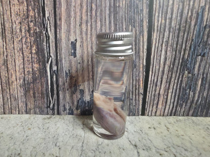 Squirrel Testicle Wet Specimen