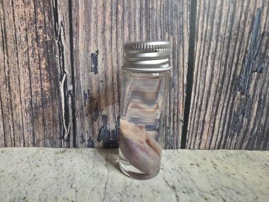 Squirrel Testicle Wet Specimen