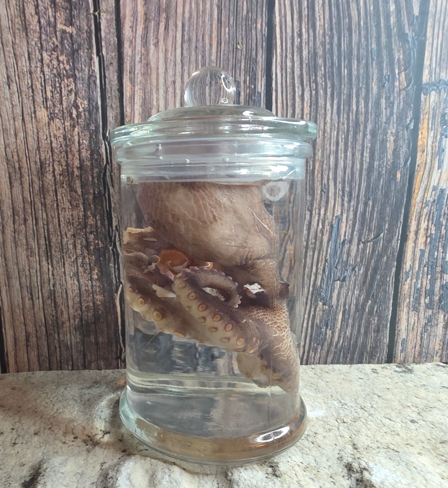 Octopus Wet Specimen (Pathological, Nubs w/ Suckers on Ends)