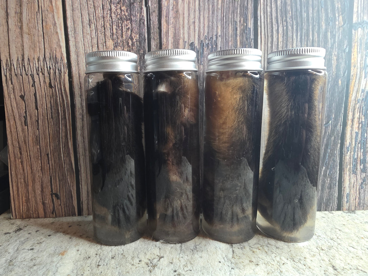 Red Fox Paw Wet Specimen