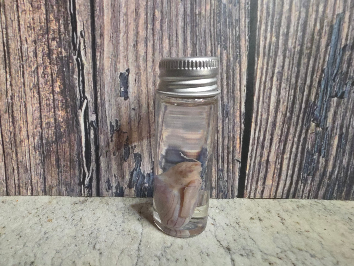 Squirrel Testicle Wet Specimen