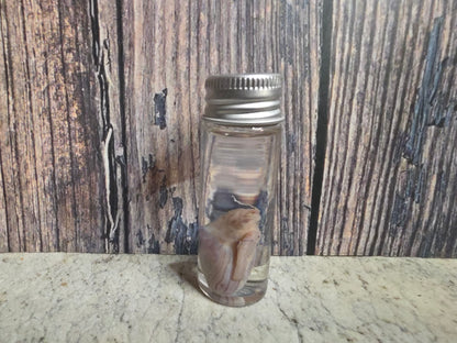 Squirrel Testicle Wet Specimen