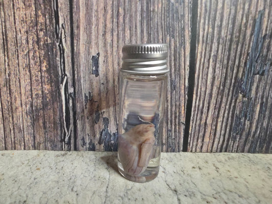 Squirrel Testicle Wet Specimen