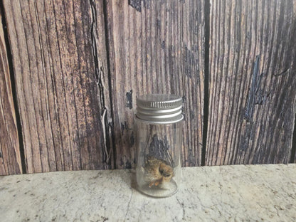 Dry Preserved Squirrel Nose Curio Vial