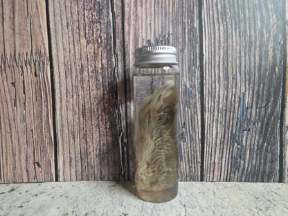 Wild Rabbit Paw Wet Specimen