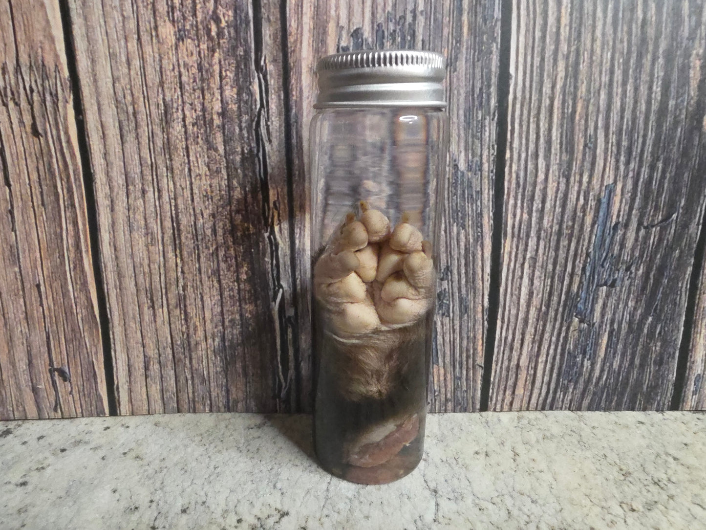 Virginia Opossum Front Paw Wet Specimen