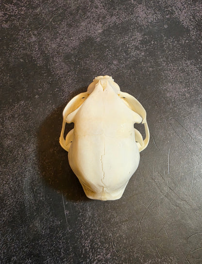 Juvenile Domestic Cat Skull