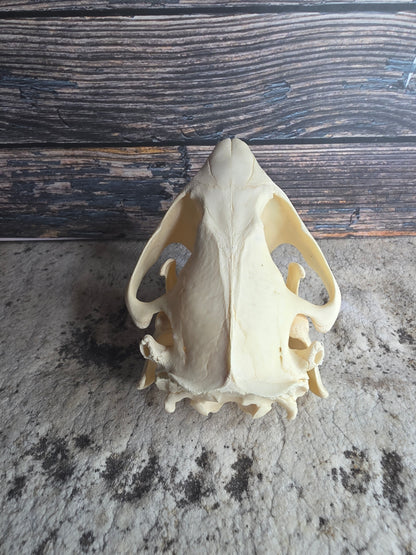 Beaver Skull (Broken Tooth)