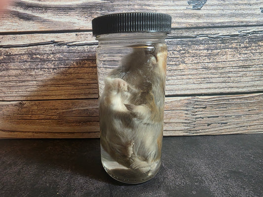 Hamster Wet Specimen (L)