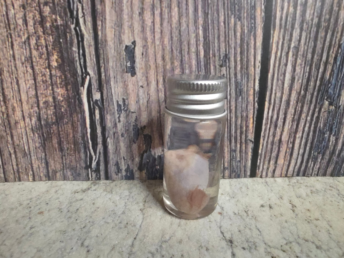 Imperfect Squirrel Testicle Wet Specimen