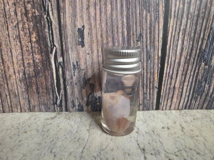 Imperfect Squirrel Testicle Wet Specimen