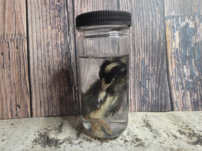 Black Domestic Chick Wet Specimen (#2)