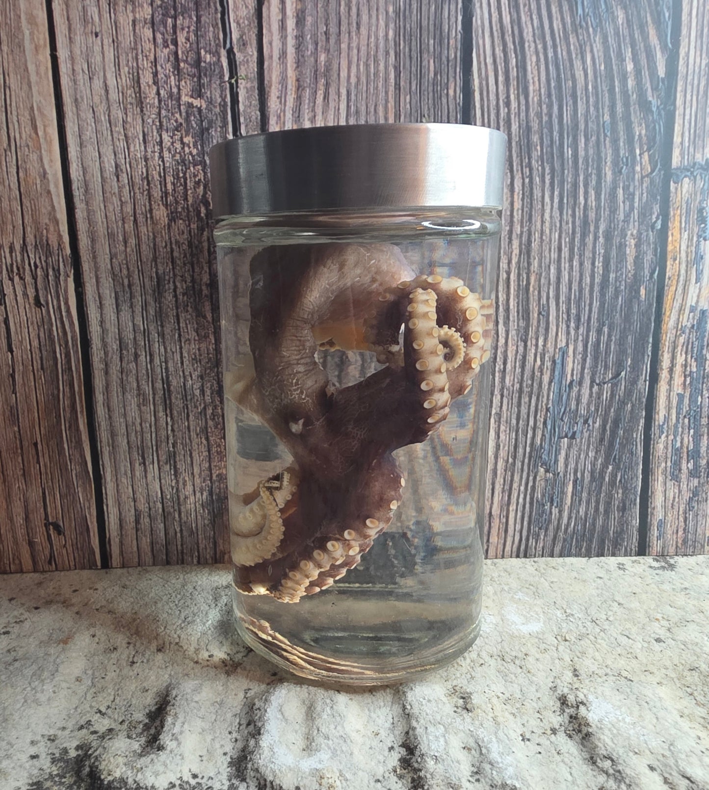 Octopus Wet Specimen (Pathological, Silver Lid Lg)