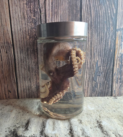 Octopus Wet Specimen (Pathological, Silver Lid Lg)