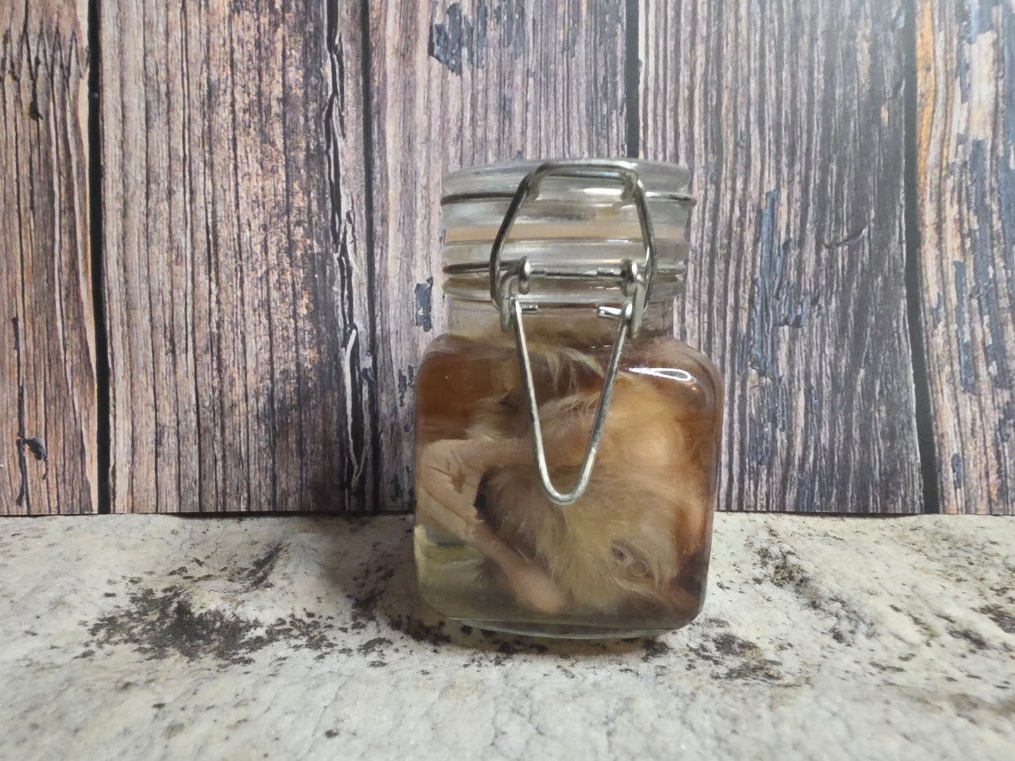 Red Domestic Chick Wet Specimen (Curled #1)