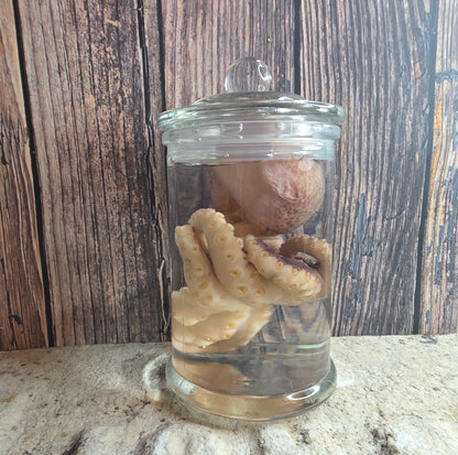 Octopus Wet Specimen (Pathological, Nubs w/ Suckers on Ends)