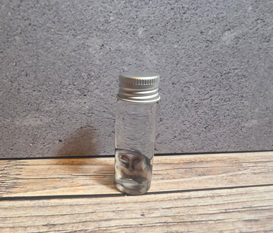 Black Cat Nose Wet Specimen