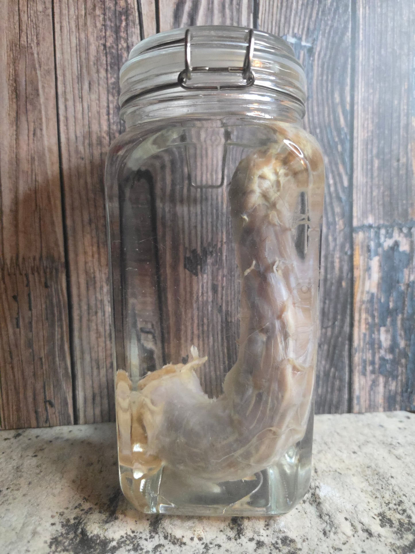 'Sasquatch's Prize Possession' Gaff Cryptid Penis Wet Specimen