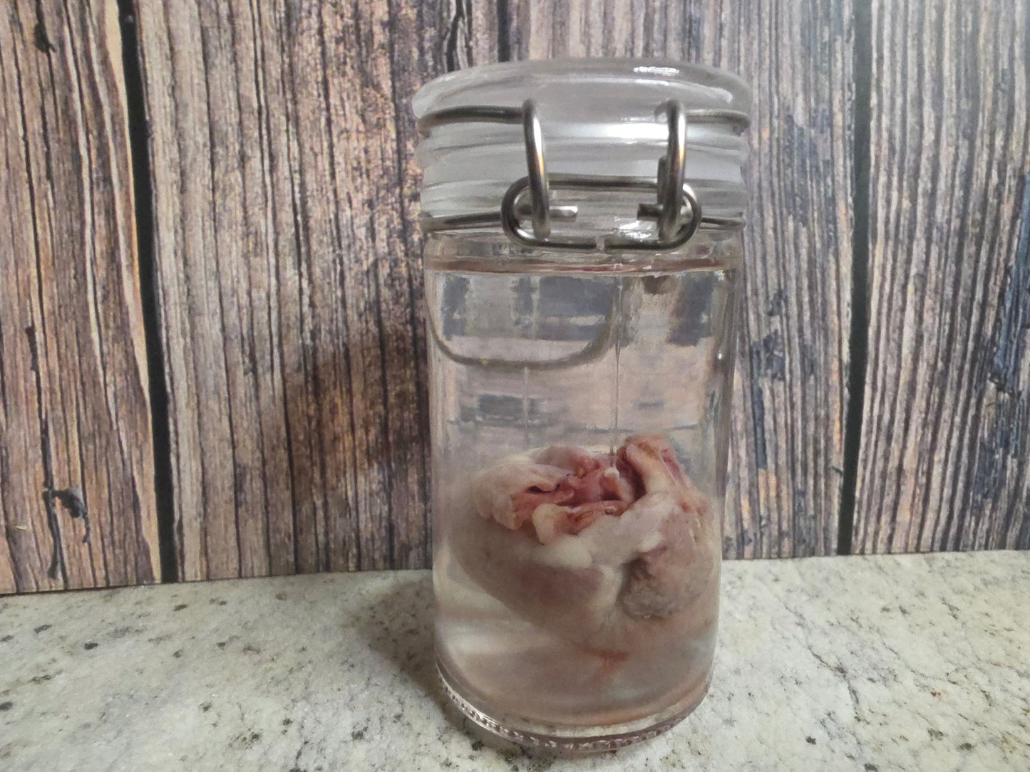 Domestic Siamese Cat Heart Wet Specimen