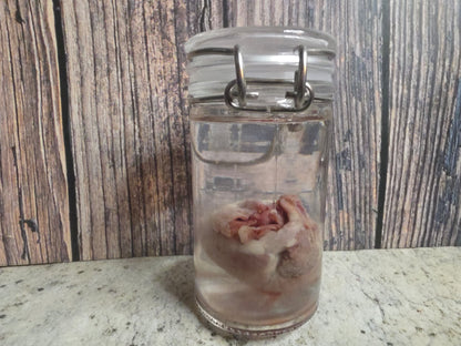 Domestic Siamese Cat Heart Wet Specimen