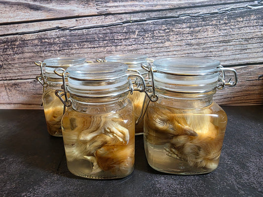 Domestic Chick Wet Specimen (Curled)