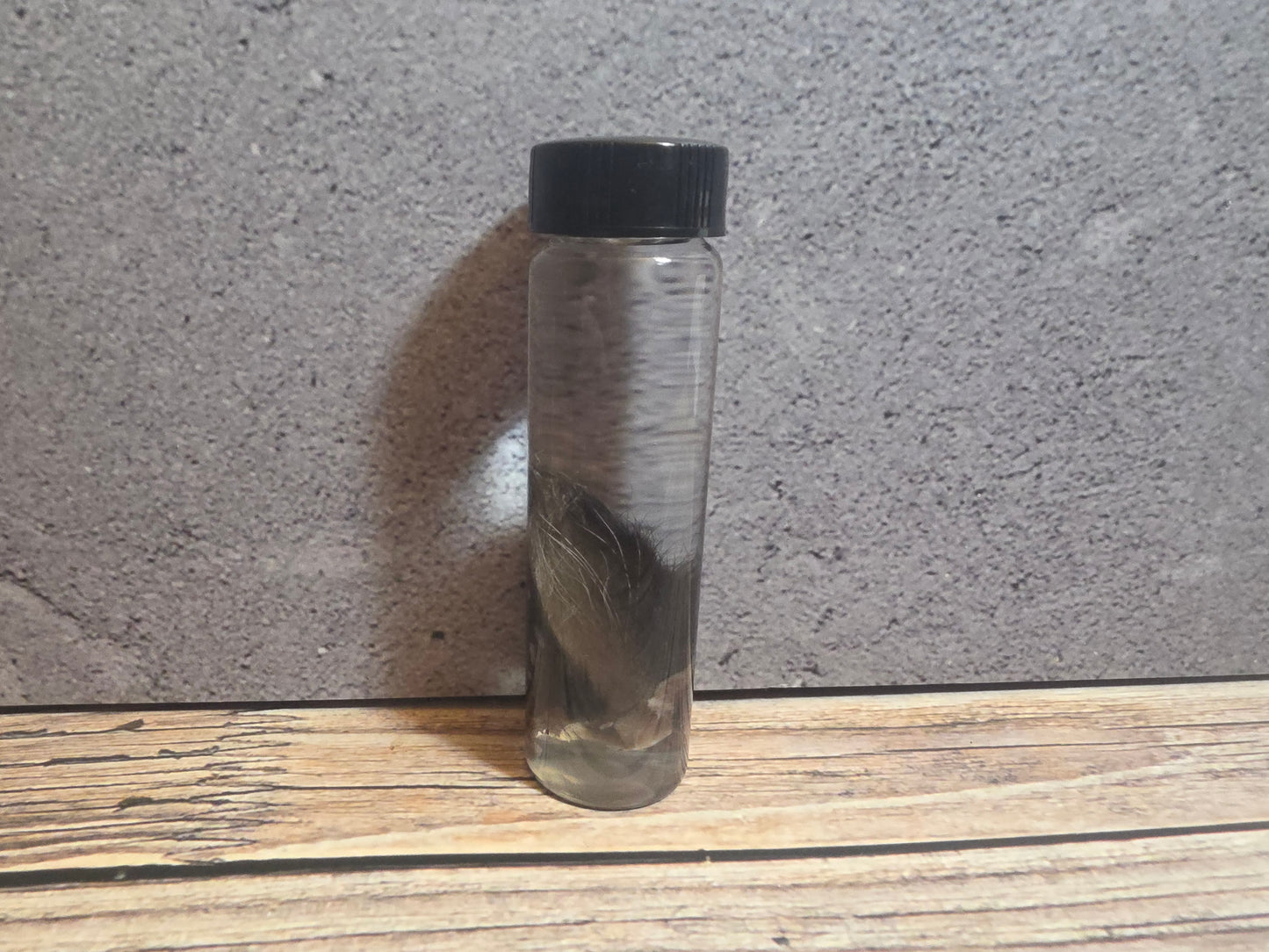 Tuxedo Kitten Ear Wet Specimen