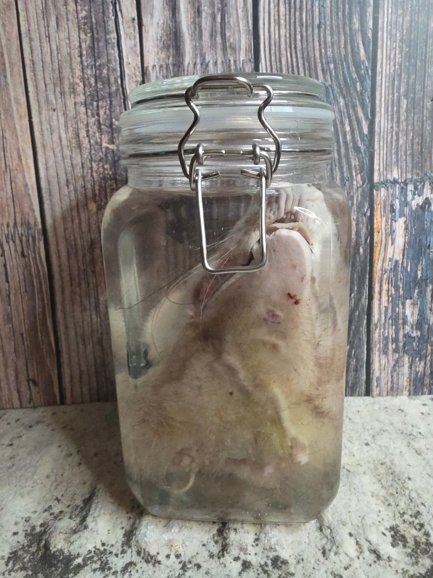 Virginia Opossum Head Wet Specimen (#3)