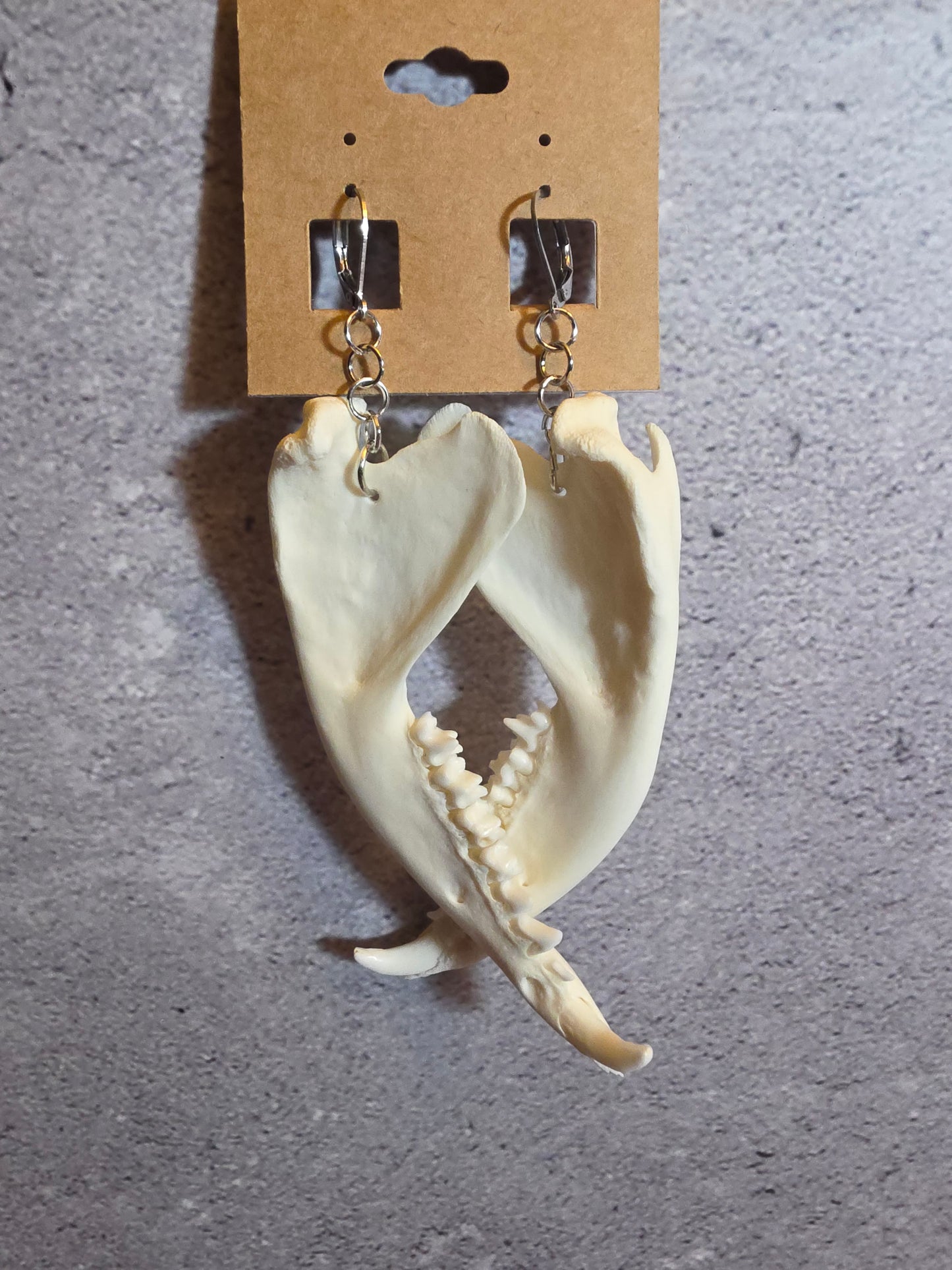 Virginia Opossum Jawbone Earrings