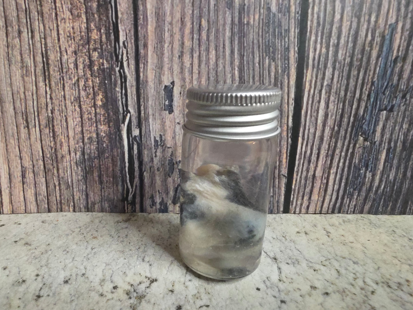 Pathological Virginia Opossum Testicles Wet Specimen (#1)