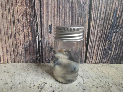 Pathological Virginia Opossum Testicles Wet Specimen (#1)