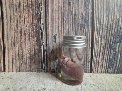Wild Rabbit Heart Wet Specimen
