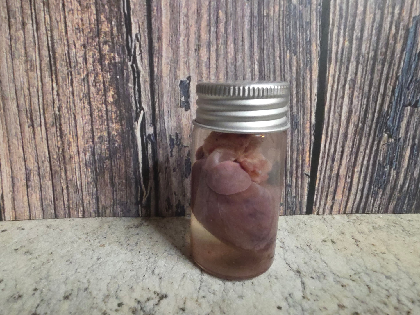 Imperfect Virginia Opossum Heart Wet Specimen (#3)