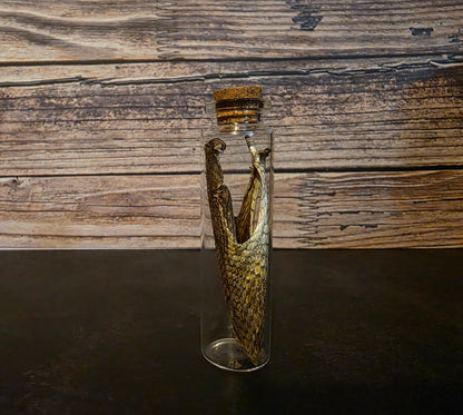 Prairie Rattlesnake Head Skin Curio Vial (Lg.)