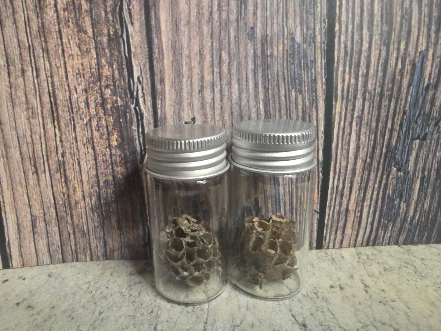 Paper Wasp Nest Curio Vial (Lg)