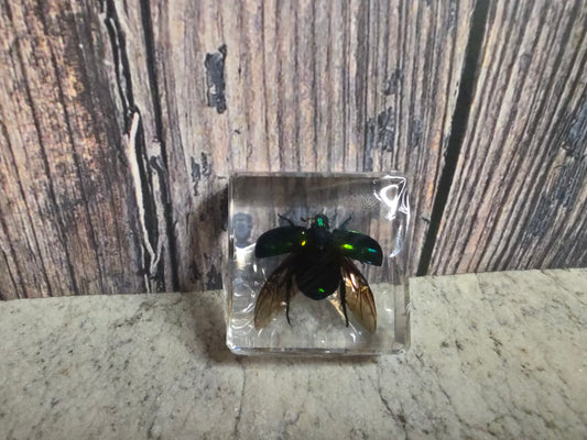 Green Chafer Beetle (Resin Encased)