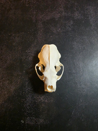 Craft Grade Mink Skull (Upper)