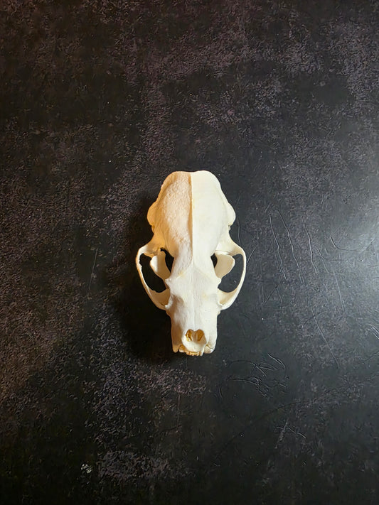 Mink Skull