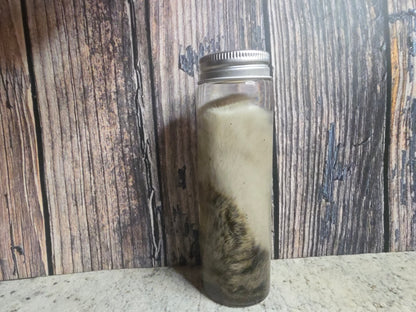 White Tabby Cat Paw Wet Specimen