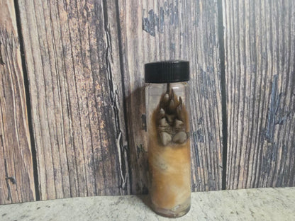 Squirrel Paw Wet Specimen