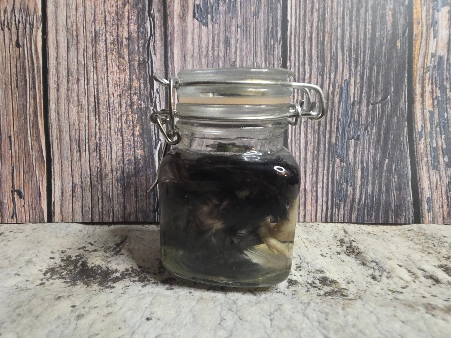 Black Domestic Chick Wet Specimen (Curled)