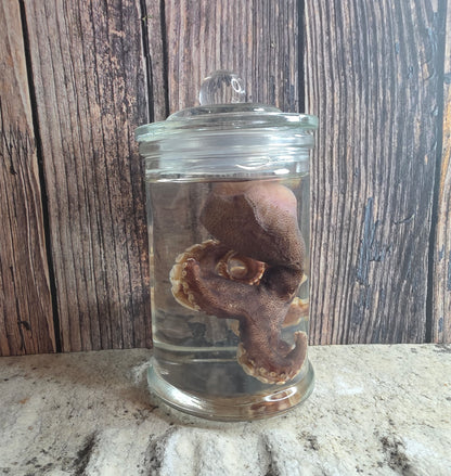 Octopus Wet Specimen (Pathological)