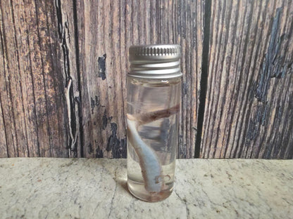 Squirrel Penis Wet Specimen (#2)