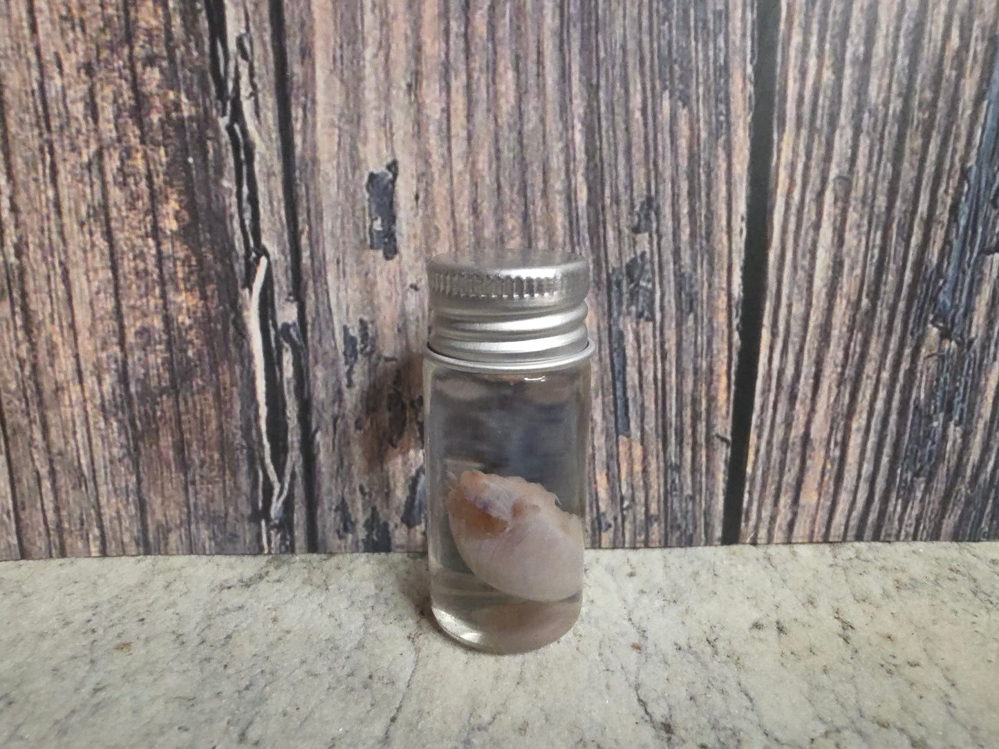 Imperfect Squirrel Testicle Wet Specimen