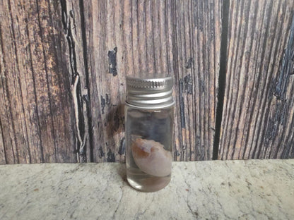 Imperfect Squirrel Testicle Wet Specimen