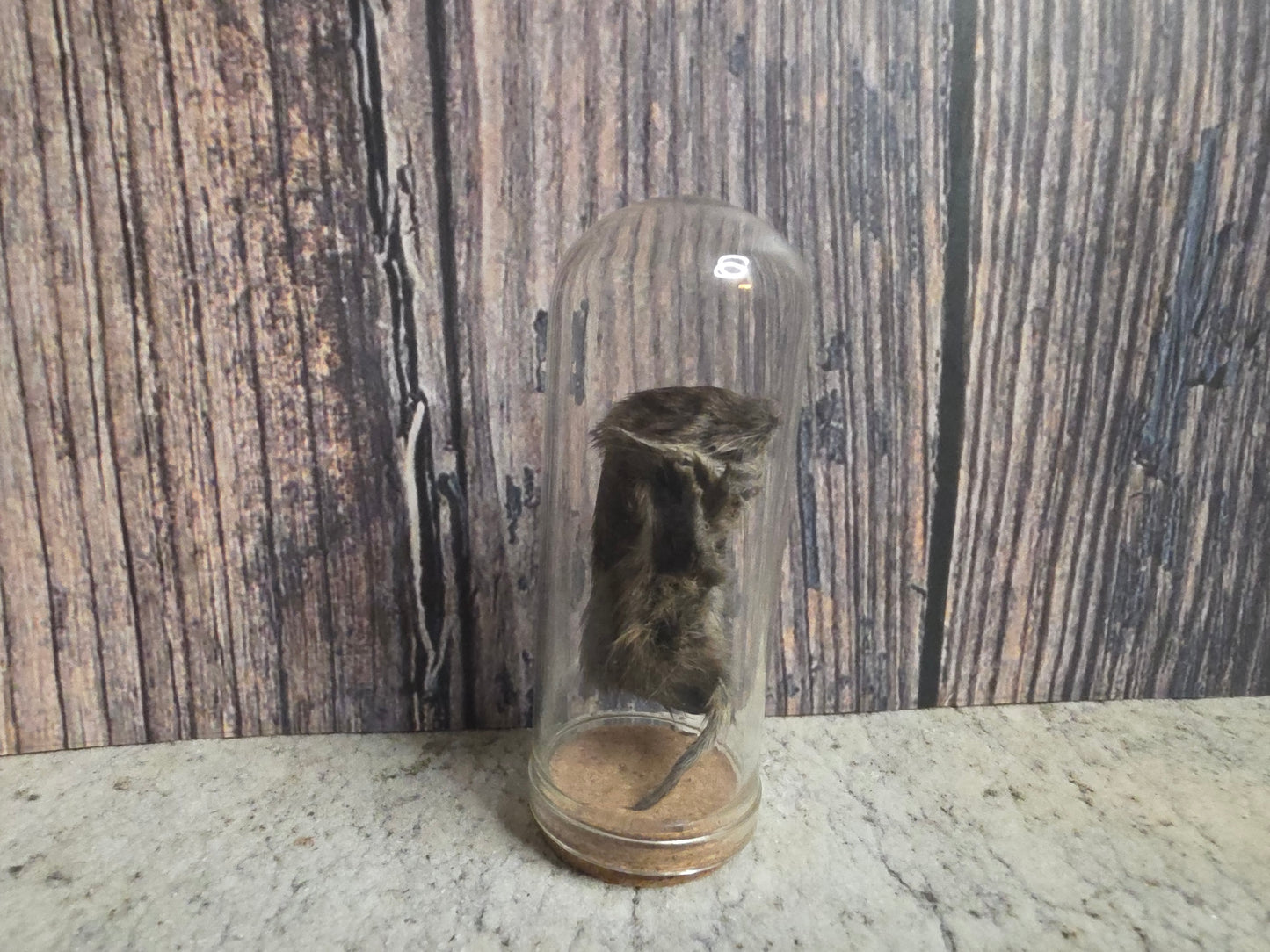 Dry Preserved Field Mouse Dome