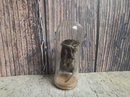 Dry Preserved Field Mouse Dome