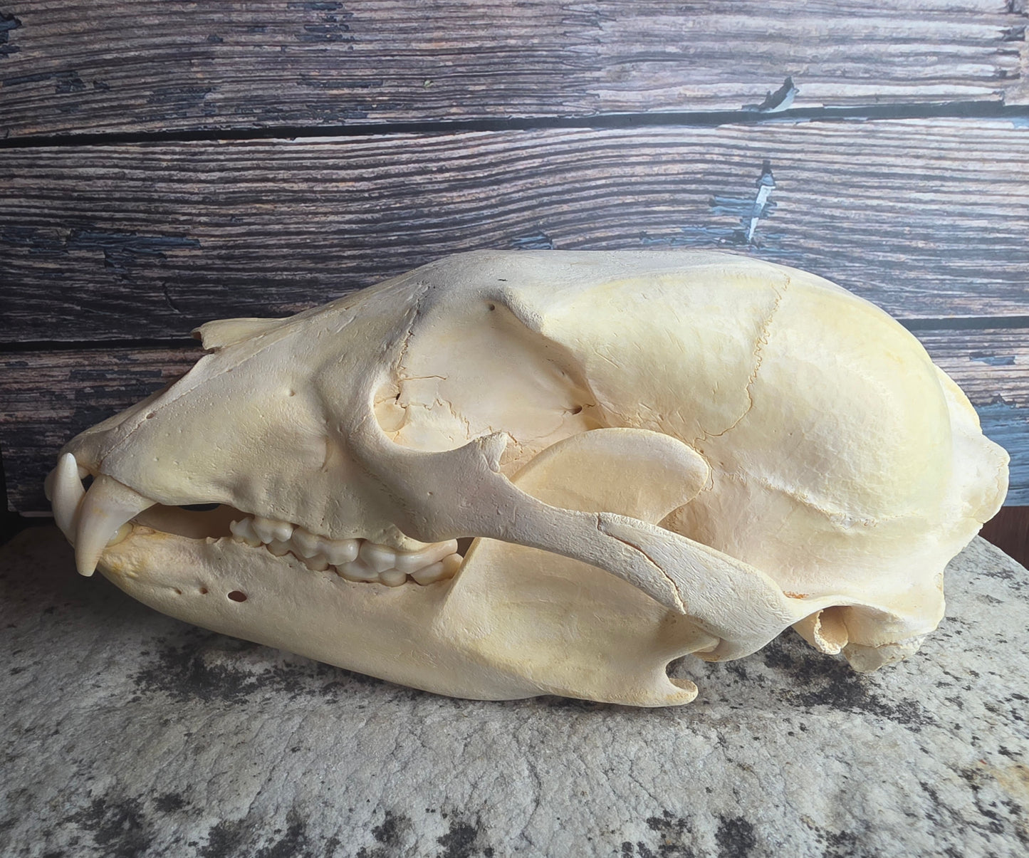 Black Bear Skull (Missing Incisors)